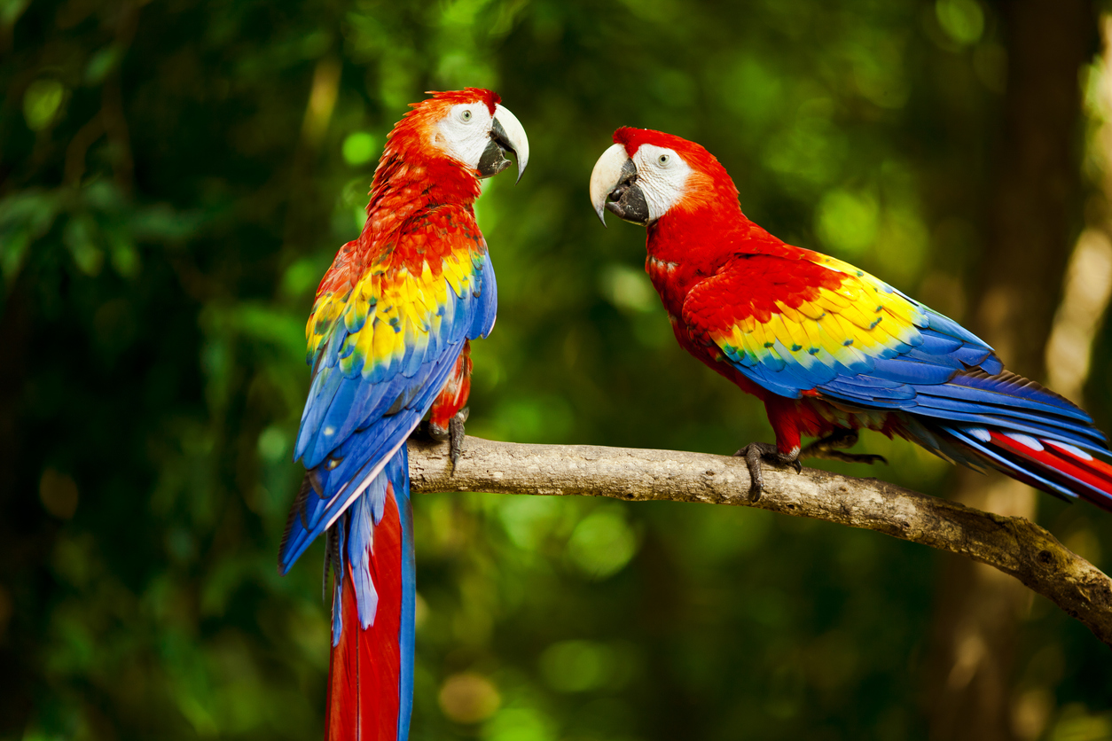 Попугай ара разноцветный