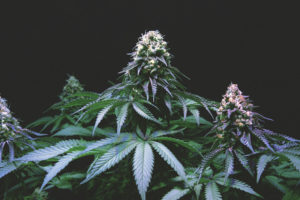 Marijuana M&A: Special Due Diligence Considerations