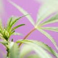 Successful Risk Management for Scaling Cannabis Companies