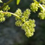 Be Fruitful and Multiply: Pursuing Diminution in Value Damages With Respect to RWI Policy Claims—Part I