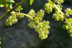 Be Fruitful and Multiply: Pursuing Diminution in Value Damages With Respect to RWI Policy Claims—Part I