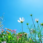 Sandbagging in Cross-Border M&A: Clear Skies in Delaware, Still Cloudy in Canada