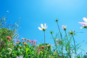 Sandbagging in Cross-Border M&A: Clear Skies in Delaware, Still Cloudy in Canada