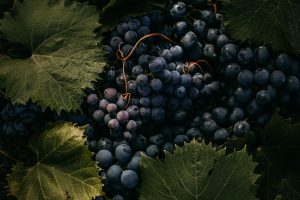 Be Fruitful and Multiply: Pursuing Diminution in Value Damages With Respect to RWI Policy Claims—Part II