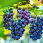 Be Fruitful and Multiply: Pursuing Diminution in Value Damages With Respect to RWI Policy Claims—Part IV