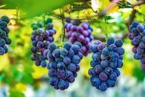 Be Fruitful and Multiply: Pursuing Diminution in Value Damages With Respect to RWI Policy Claims—Part IV