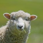A Sheep in Wolf’s Clothing: The Fines or Penalties Exclusion in RWI Policies