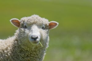 A Sheep in Wolf’s Clothing: The Fines or Penalties Exclusion in RWI Policies