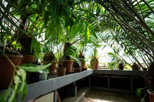 Green Thumb Lighting: EDPABC Bankruptcy Case Problem Series