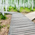 40 Years of the M&A Committee: Developments in M&A Market Trends