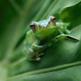 A Contractarian Retelling of the Frog-and-Scorpion Fable