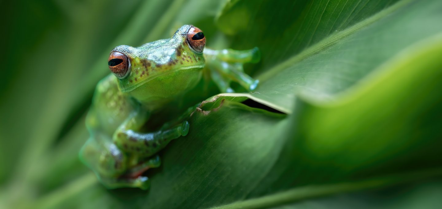 A Contractarian Retelling of the Frog-and-Scorpion Fable