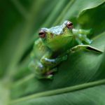 A Contractarian Retelling of the Frog-and-Scorpion Fable