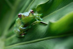 A Contractarian Retelling of the Frog-and-Scorpion Fable