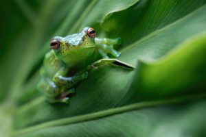 A Contractarian Retelling of the Frog-and-Scorpion Fable
