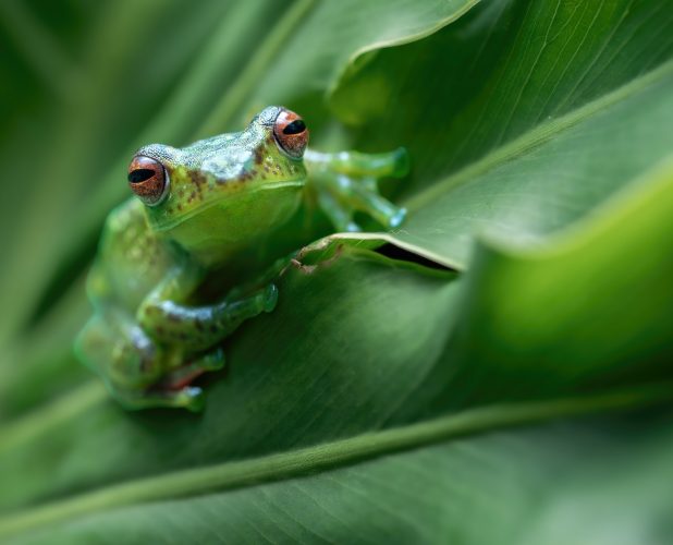 A Contractarian Retelling of the Frog-and-Scorpion Fable